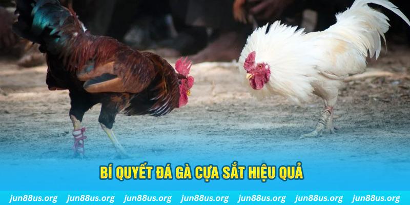 vietjack 8 đá gà cựa dao
