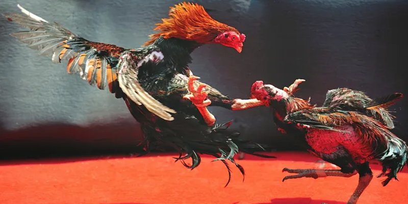 vietjack 8 BG Bắn cá