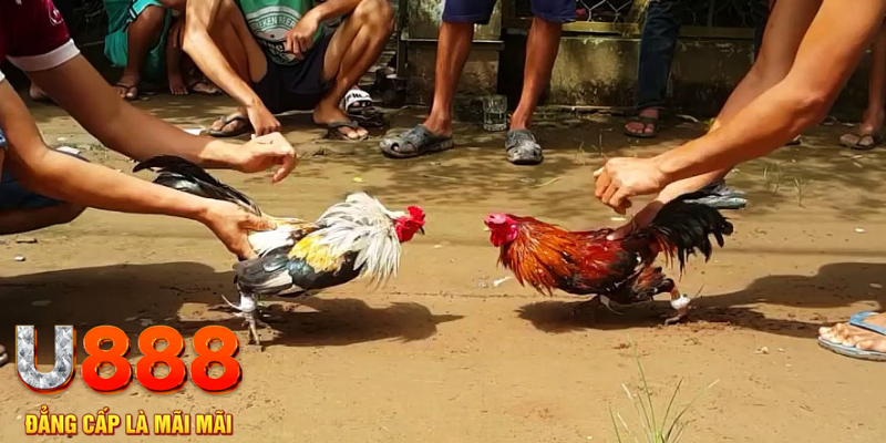 vietjack 8 đăng nhập mậu binh rút tiền nhanh