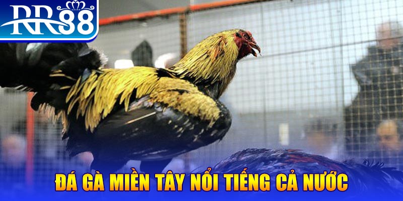 vietjack 8 gà chọi c1.com trực tiếp 888